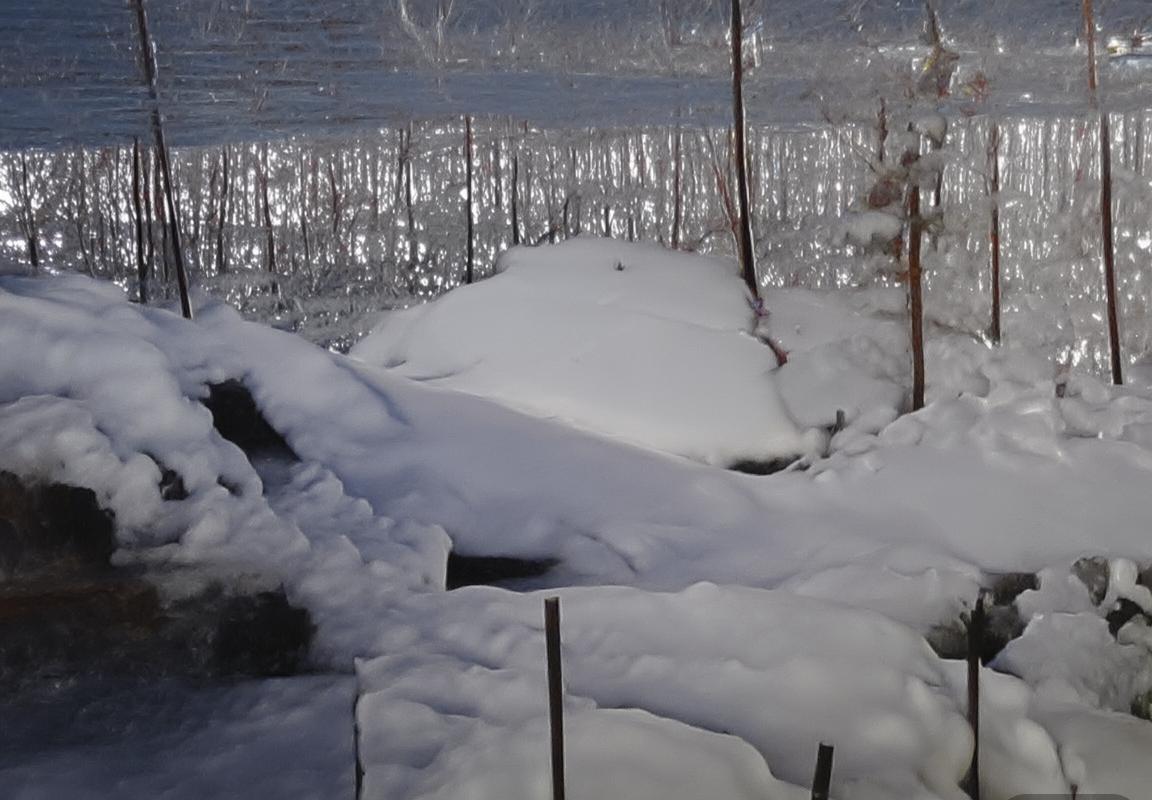 贝林厄姆：足球天才的成长之路与未来展望(图3)